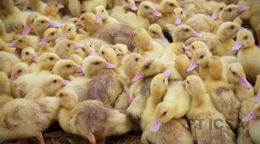 Manfaat Penggunaan Kaporit dalam Industri Peternakan untuk Sanitasi Kandang